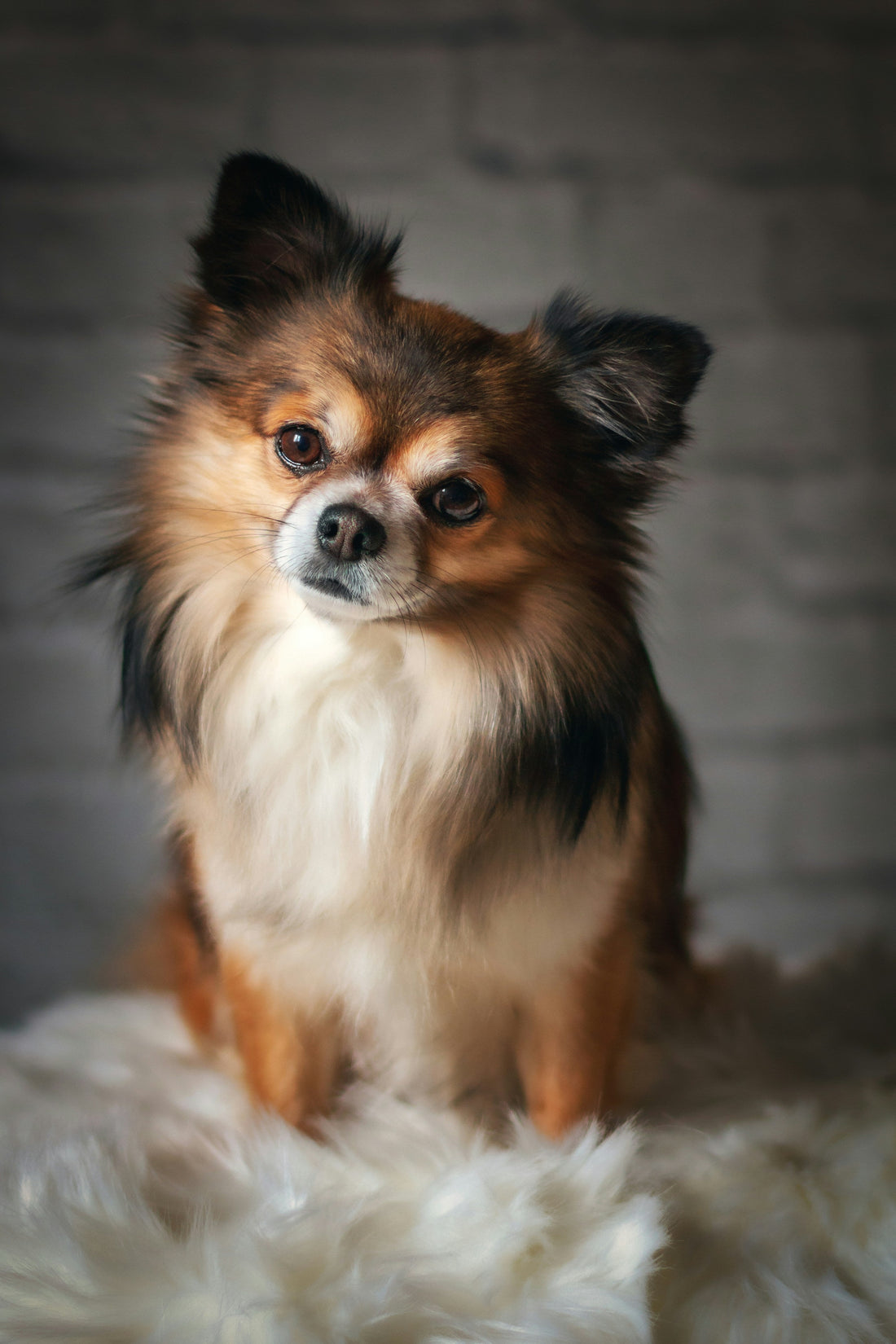 Healthy Grooming, Happy Pets: A Guide to Avoiding Toxic Chemicals.