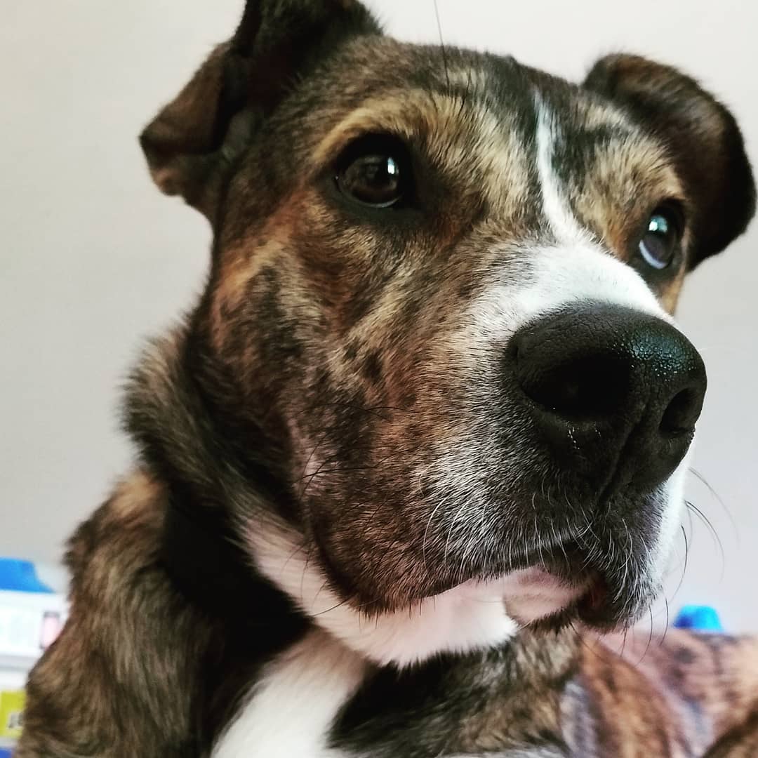 The Dangers of Rawhide